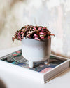 Mini pot Mojave - Gris