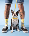 Chaussettes Bouledogue
