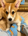 Chaussettes Corgi