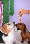Porte-clé Beagle
