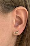 Puce d'oreille Canillo blanc
