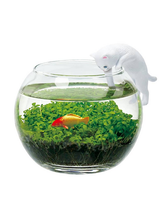 Water garden with cat