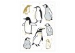 Carte Pingouins