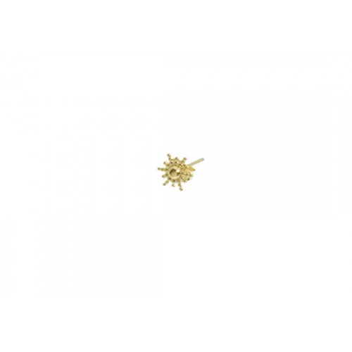 Puce d'oreille Soleil