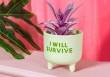 Mini cache pot I will survive