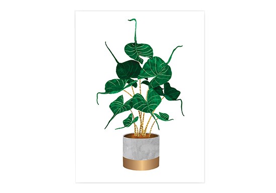 Petite affiche Alocasia Stingray