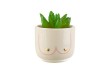 Mini pot Boobies