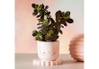 Mini pot Boobies